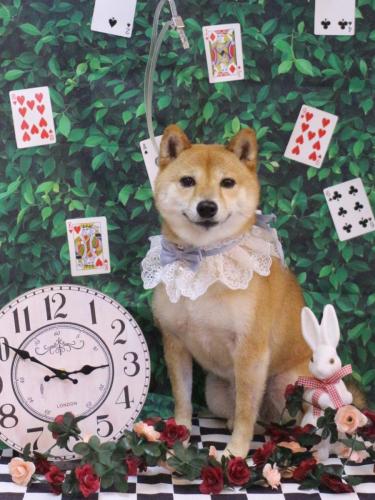 20250415茶々丸くん